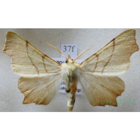 Ennomos erosaria (Denis & Schiffermüller, 1775) male Latalec gruszak Czech37f